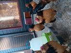 Antwerpse baardkrielen.  Kwartelkleur  3. Trio,s beschikbaar, Dieren en Toebehoren, Pluimvee, Meerdere dieren, Kip