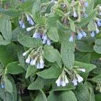 Smeerwortel ...🌿..2 voor, Ophalen