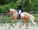 Dressuurpaard ruin palomino 4 jaar, Dieren en Toebehoren, Paarden, Gechipt, Ruin, Dressuurpaard, L