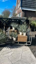 Yucca rostrata kleintjes, Minder dan 100 cm, Zomer, Overige soorten, Volle zon