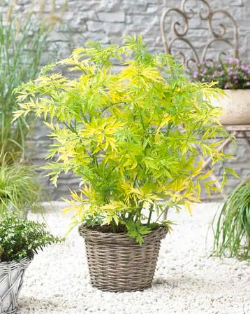 Gele vlier (Sambucus ‘Golden Tower’) beschikbaar voor biedingen
