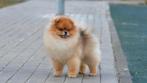 Pomeranian dekrue pomeriaan dekrue 16cm, Dieren en Toebehoren, Honden | Poolhonden, Keeshonden en Oertypen, Rabiës (hondsdolheid)