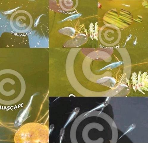 Medaka - Japanse rijstvis 🐠  - Miyuki Silver High grade, Dieren en Toebehoren, Vissen | Vijvervissen, Overige soorten