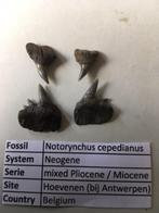 Haaientanden uit Hoevenen: Notorynchus cepedianus, Ophalen of Verzenden, Fossiel