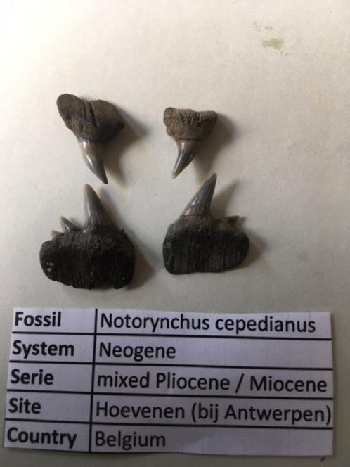 Haaientanden uit Hoevenen: Notorynchus cepedianus, Verzamelen, Mineralen en Fossielen, Fossiel, Ophalen of Verzenden