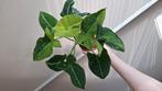 Syngonium scrambled eggs, Ophalen of Verzenden, Halfschaduw, Minder dan 100 cm