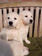 Golden retriever pups, Golden retriever, 8 tot 15 weken, Rabiës (hondsdolheid), Meerdere