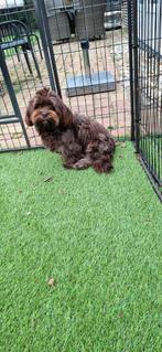 Boomerreutje, Dieren en Toebehoren, Rabiës (hondsdolheid), 15 weken tot 1 jaar, Eén hond, Nederland