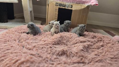 Britse korthaar kittens mogen nest verlaten (Pijnacker), Dieren en Toebehoren, Katten en Kittens | Raskatten | Korthaar, Poes