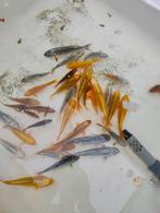 Jonge koi, Dieren en Toebehoren, Vissen | Vijvervissen, Karper of Koi