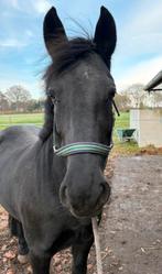 Merie 8 jaar oud, Dieren en Toebehoren, Paarden, Merrie, Recreatiepaard