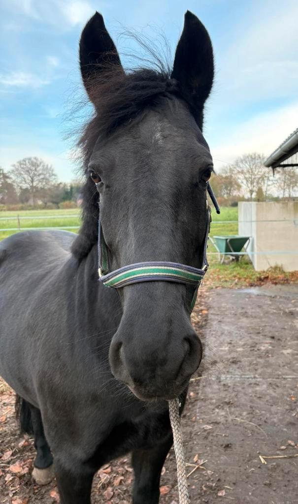 Merie 8 jaar oud, Dieren en Toebehoren, Paarden, Merrie, Recreatiepaard