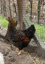 Jonge Wyandotte hennen, Vrouwelijk, Kip