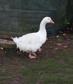 Sebastopol krulveer ganzen koppel 2025 natuurbroed overwant, Dieren en Toebehoren, Meerdere dieren, Gans of Zwaan