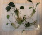 Anubias aquarium planten, Dieren en Toebehoren, Ophalen, Zo goed als nieuw, Plant(en), Steen of Hout