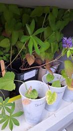 Dropplant - nog 4 stuks beschikbaar, Ophalen, Zomer, Volle zon