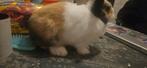 Konijn, Dieren en Toebehoren, Vrouwelijk, Klein, 0 tot 2 jaar