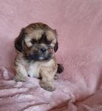 Lhasa Apso pups, Dieren en Toebehoren, Honden | Chihuahua's en Gezelschapshonden, Rabiës (hondsdolheid), Overige rassen, 8 tot 15 weken