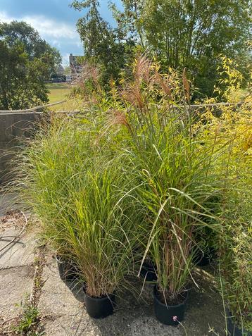 Siergras Miscanthus sinensis 'Ferner Osten' beschikbaar voor biedingen