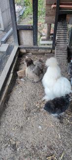 Zijdehoenders betreft 3 hennen en 3 hanen, Dieren en Toebehoren, Meerdere dieren, Kip