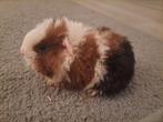 2 jonge tessel cavia beertjes, Cavia, December, Meerdere dieren, Tam