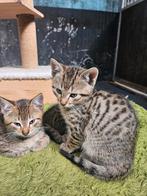 Kittens, kitten Europese korthaar
