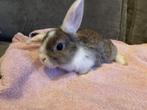 Lieve minilop / dwerghangoor konijnen, Minder dan 60 cm, Overige typen, Ophalen of Verzenden, Konijn