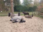 Verzorgers gezocht, Dieren en Toebehoren, Paarden en Pony's | Overige Paardenspullen, Ophalen of Verzenden