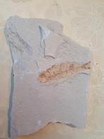 Fossiele Vis in Steen - Prachtig Detail!, Verzamelen, Mineralen en Fossielen, Ophalen of Verzenden, Fossiel