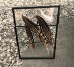 Lijstje met veren, Huis en Inrichting, Woonaccessoires | Lijsten, Ophalen of Verzenden, Gebruikt, Minder dan 50 cm