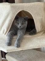 Lichtgrijze Britse Korthaar huiskitten, Dieren en Toebehoren, Katten en Kittens | Raskatten | Korthaar, Poes, Ontwormd, 0 tot 2 jaar