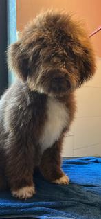 Lagotto Romagnolo pup – lief, gesocialiseerd, werklijn, 15 weken tot 1 jaar, Overige rassen, Teef, Parvo