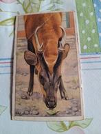 Verkade plaatje Javaanse Kidjoel of Muntjak No. 77, Ophalen of Verzenden, Gebruikt