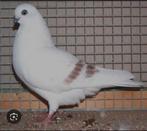 Ik zoek schoneberg tuimelaars, Dieren en Toebehoren, Meerdere dieren, Overige soorten