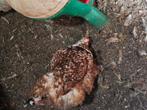 Brahma porselein hennetje, Dieren en Toebehoren, Pluimvee, Vrouwelijk, Kip