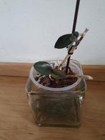 Orchidee (heeft wat aandacht nodig), Huis en Inrichting, Kamerplanten, Ophalen