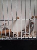 Mooi koppel bonte Diamantuifjes