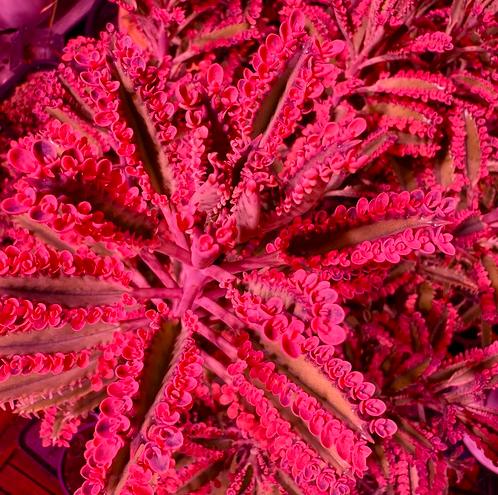 Kalanchoë  pink butterfly stekjes, Huis en Inrichting, Kamerplanten, Vetplant, Minder dan 100 cm, Groene kamerplant, Volle zon