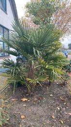 Fortunei palm 2,10 hoog, Tuin en Terras, Planten | Bomen, 100 tot 250 cm, Zomer, Palmboom, Ophalen