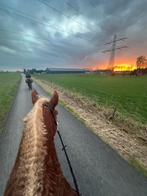 Verzorger gezocht, Dieren en Toebehoren, Ophalen, Recreatie