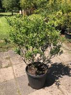 Struikveronica / Hebe addenda struik , staat in de kuip dus, Ophalen, Overige soorten, Struik, 100 tot 250 cm