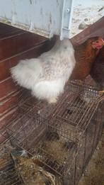 Cochin zijdehoender  kip, Vrouwelijk, Kip