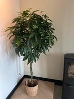 Kunstplant - 180 cm hoog, Ophalen, Overige soorten, Halfschaduw, In pot