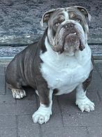 engelse bulldog dekreu’s, Dieren en Toebehoren, Honden | Dekreuen, België, Reu, Parvo, Meerdere