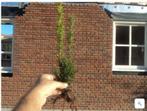 >> taxus voor haag  GOEDKOOP <<, Tuin en Terras, Planten | Struiken en Hagen, Ophalen of Verzenden, Taxus, Minder dan 100 cm