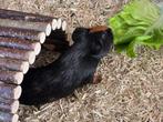 Complete Cavia Start-up Set – Twee Jonge Cavia’s + Verblijf, Dieren en Toebehoren, Knaagdieren, Cavia, Mannelijk, Tam, Oktober