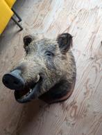 Opgezette Wild Zwijne Kop, Ophalen