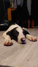 Kruising pups, CDV (hondenziekte), 8 tot 15 weken, Groot, Meerdere