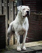 Dogo Argantino Dekreu, Dieren en Toebehoren, Particulier, 1 tot 2 jaar, Reu, Nederland