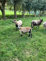 Maasduin schaap ooilam, Dieren en Toebehoren, Schapen, Geiten en Varkens, Vrouwelijk, Schaap, 0 tot 2 jaar